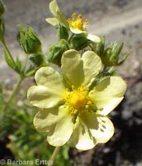 Image result for Potentilla recta