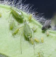 Attēlu rezultāti vaicājumam “Acyrthosiphon”