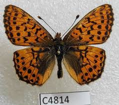 Attēlu rezultāti vaicājumam “Boloria aquilonaris”