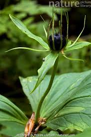 Attēlu rezultāti vaicājumam “Paris quadrifolia”
