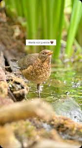 Attēlu rezultāti vaicājumam “Turdus merula juvenile”