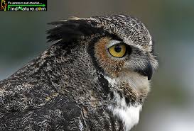 Attēlu rezultāti vaicājumam “Bubo bubo adult”