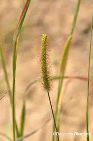 Attēlu rezultāti vaicājumam “Setaria glauca”