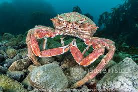 Image result for Maja brachydactyla