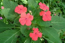 Image result for Impatiens walleriana