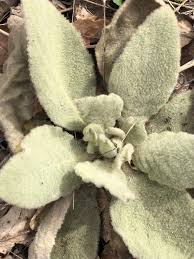 Attēlu rezultāti vaicājumam “Verbascum thapsus fruit”