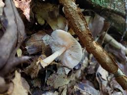 Attēlu rezultāti vaicājumam “Collybia sp.”