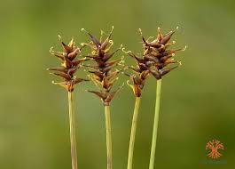 Attēlu rezultāti vaicājumam “Carex davalliana”