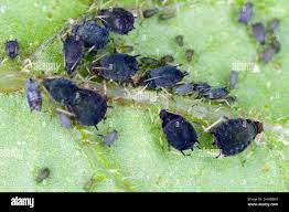 Attēlu rezultāti vaicājumam “Aphis fabae”