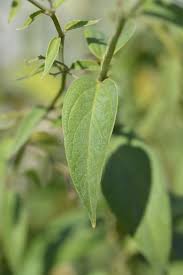 Attēlu rezultāti vaicājumam “Vincetoxicum hirundinaria leaf”