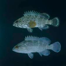 Image result for Epinephelus andersoni