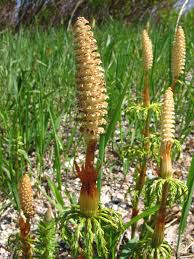 Attēlu rezultāti vaicājumam “Equisetum sylvaticum”