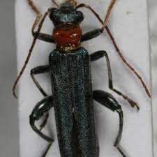 Attēlu rezultāti vaicājumam “Oedemera croceicollis”
