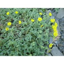 Attēlu rezultāti vaicājumam “Potentilla arenaria”