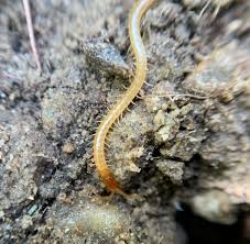 Attēlu rezultāti vaicājumam “Geophilidae”