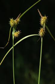 Attēlu rezultāti vaicājumam “Carex viridula”
