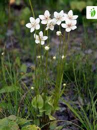 Attēlu rezultāti vaicājumam “Parnassia palustris leaf”