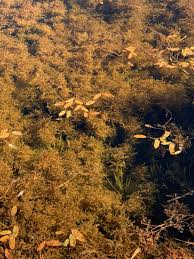 Attēlu rezultāti vaicājumam “Potamogeton gramineus”