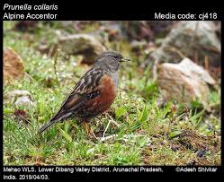 Image result for Prunella collaris
