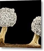 Attēlu rezultāti vaicājumam “Physarum globuliferum stalked”