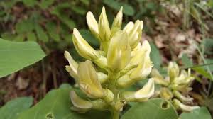 Attēlu rezultāti vaicājumam “Astragalus glycyphyllos flower”