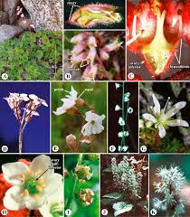 Attēlu rezultāti vaicājumam “Saxifragaceae”