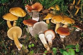 Image result for GemüseeuleGrüßle