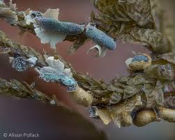 Attēlu rezultāti vaicājumam “Physarum bivalve plasmodium”