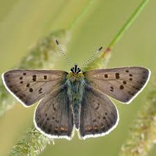 Attēlu rezultāti vaicājumam “Lycaena tityrus”
