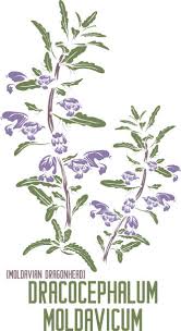 Attēlu rezultāti vaicājumam “Dracocephalum ruyschiana fruit”