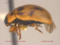 Attēlu rezultāti vaicājumam “Gonioctena”