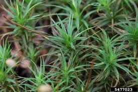 Attēlu rezultāti vaicājumam “Polytrichum commune”