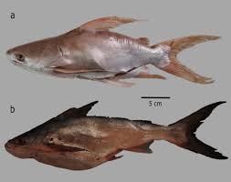 Image result for Bagre marinus