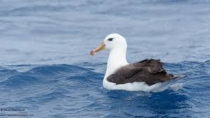 Image result for Thalassarche melanophris