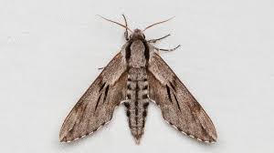 Attēlu rezultāti vaicājumam “Sphinx pinastri”