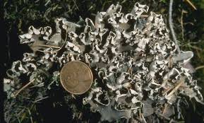 Attēlu rezultāti vaicājumam “Peltigera malacea”