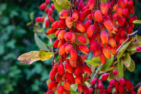 Attēlu rezultāti vaicājumam “Berberis vulgaris fruit”