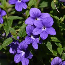 Image result for Browallia speciosa