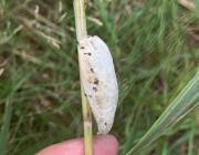 Attēlu rezultāti vaicājumam “Euthrix potatoria larva”