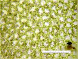 Attēlu rezultāti vaicājumam “Lophozia excisa”