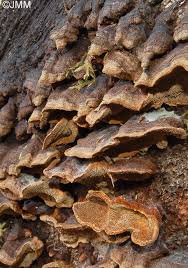 Attēlu rezultāti vaicājumam “Phellinus chrysoloma”