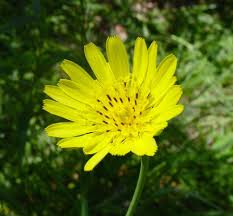 Attēlu rezultāti vaicājumam “Tragopogon heterospermus”
