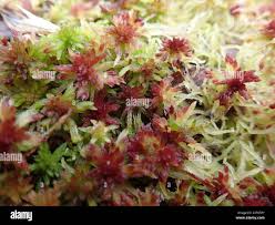Attēlu rezultāti vaicājumam “Sphagnum russowii”