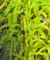 Attēlu rezultāti vaicājumam “Leiocolea rutheana sporophyte”