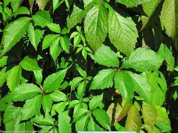 Attēlu rezultāti vaicājumam “Parthenocissus quinquefolia leaf”