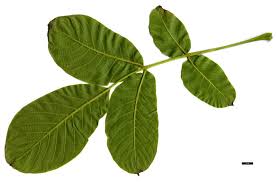 Attēlu rezultāti vaicājumam “Juglans regia leaf”