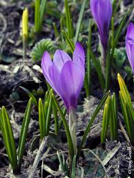 Attēlu rezultāti vaicājumam “Crocus vernus subsp. vernus flower”