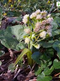 Attēlu rezultāti vaicājumam “Petasites spurius”