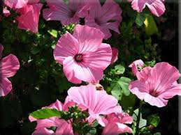 Image result for Lavatera trimestris