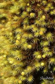 Attēlu rezultāti vaicājumam “Bartramia pomiformis sporophyte”